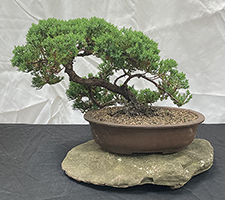 Juniper